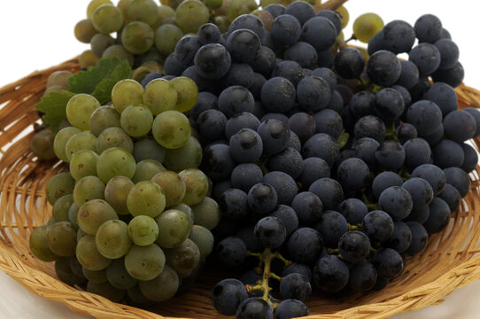 Vitis vinifera Weintraube Uva da vino Raisin Wine grape Raisins &agrave; vin Uvas de Uvas para vinho 葡萄酒 Cabernet Winogrono Tocai Vindruer Vinova loza