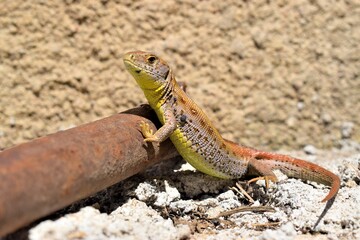 Lizard Lacerta agilis Jaszczurka Zwinka  © M.Pienciak29