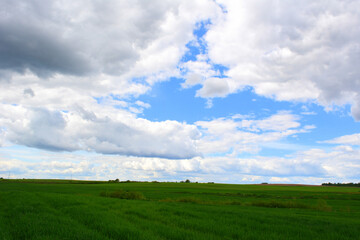 Beautiful spring landscape: green field against the sky, nature 