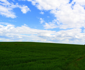 Beautiful landscape: a green field against a blue sky with white clouds, nature, grains, agriculture, outback 