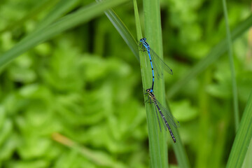 Mating pair of Blue-tailed Damselfly, ischnura elegans, perched on grass stem