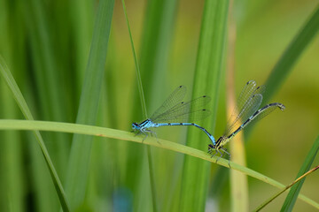Mating pair of Blue-tailed Damselfly, ischnura elegans, perched on grass stem