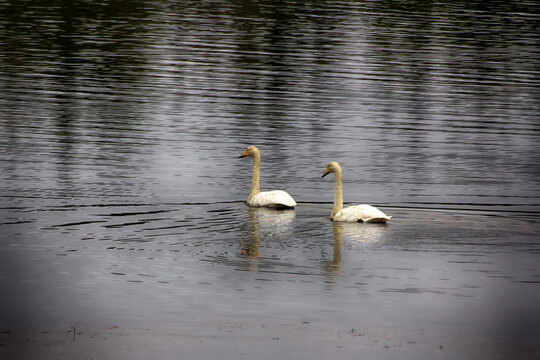 migrating Whooping Swans stopped for rest and feeding on river
