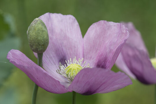 Capsules and flowers of opium poppy, Papaver somniferum