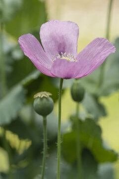 Capsules and flowers of opium poppy, Papaver somniferum