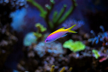 Fototapeta na wymiar Evansi Anthias in reef aquarium tank 