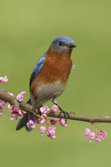 Male Eastern Bluebird