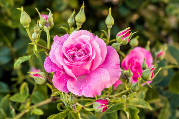 Beautiful blooming pink roses
