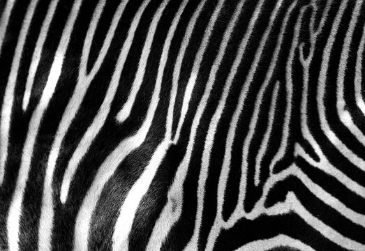 Fototapeta Black and white zebra skin with space for text. 