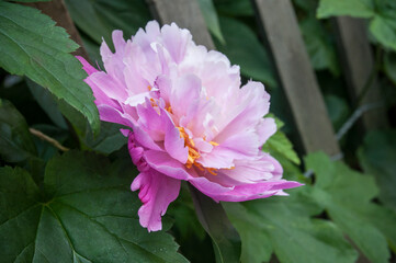 détail pivoines rose dans un jardin public