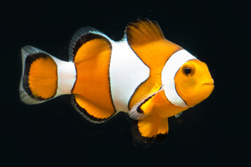 True percula isolated and posing in front of black background in exotic saltwater aquarium