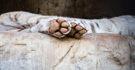 Лапы бенгальского тигра