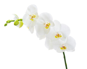 Delicate orchid branch blossoming with large white flowers isolated on white background. Blooming twig of Phalaenopsis orchid flower.