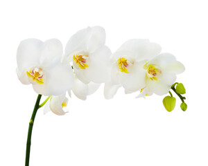 Obraz na płótnie Canvas Delicate orchid branch blossoming with large white flowers isolated on white background. Blooming twig of Phalaenopsis orchid flower.