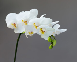 Naklejka na ściany i meble Delicate orchid branch blossoming with large white flowers on gray background. Blooming twig of Phalaenopsis orchid flower.
