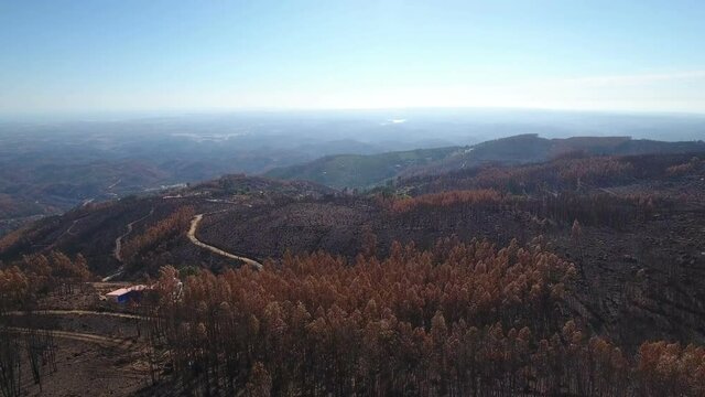 Aerial. Rise drone over the burnt forest. Portugal Monchique.