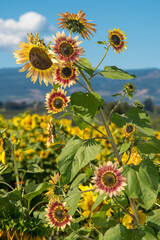 Field of Sunflowers