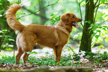 Nova Scotia Duck Tolling Retriever in the forest