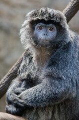 Ebony Langur Monkey