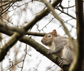 Squirrel