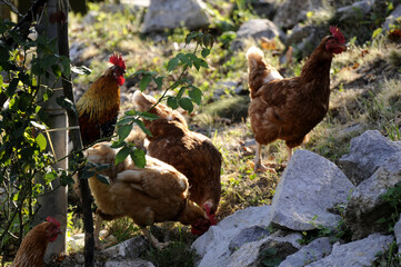Peradarstvo Pollicoltura Granja avícola Poultry farming 養鶏 Pollicultura Avicultura Ferma drobiu Tavukçuluk Птицеводство Chăn nuôi gia cầm Fågeluppfödning Geflügelproduktion कुक्कुट पालन