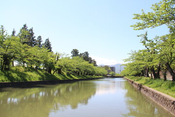 Fototapeta na wymiar 新緑の鶴岡公園