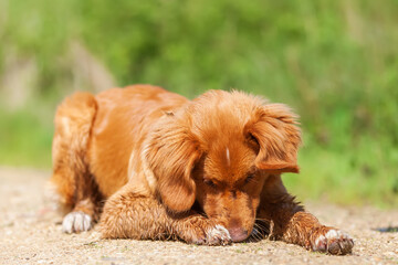 Obraz premium Nova Scotia Duck Tolling Retriever on a forest path