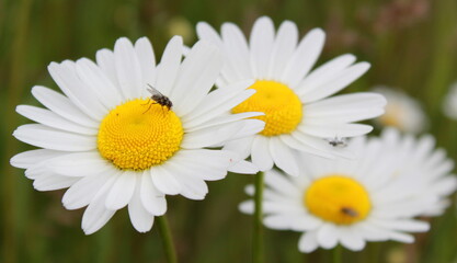 flower, daisy, flowers, nature, grass, green, field, summer, spring