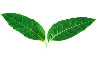 The Medicinal neem leaf on white background (Azadirachta indica).