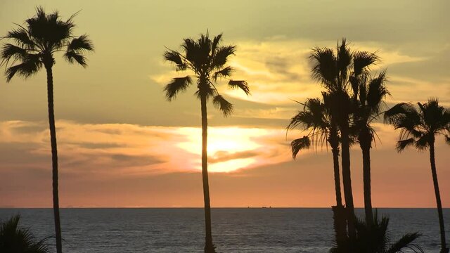 Palm Trees and BIrds Silhouetted Against Orange sky, sun, and ocean