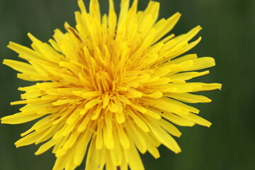Flower, yellow, dandelion, nature, green, summer, spring, beautiful