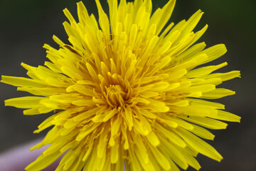 Dandelion
