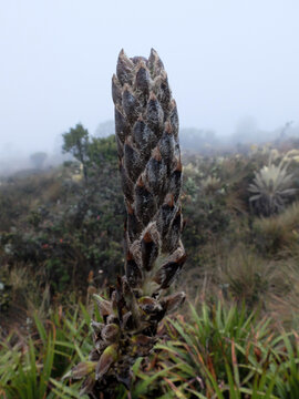P&aacute;ramo, Colombia