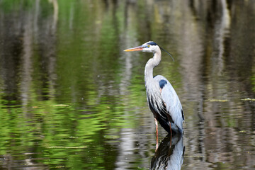 Great Blue Heron