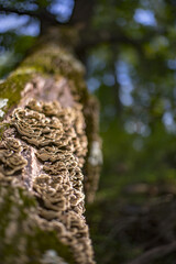 Mushrooms grow on a tree in a forest
