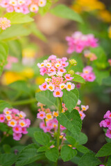 The background image of the colorful flowers