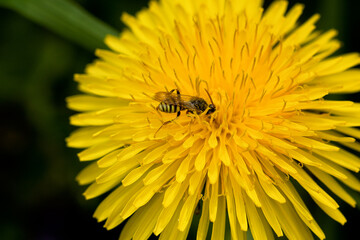 Honey Bee getting nectar from a dandelion/save the bees