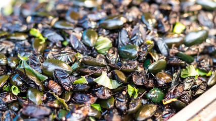 Beetle fried many crisp.