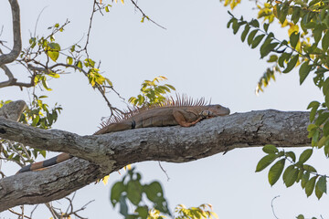 Iguana Resting on a tree