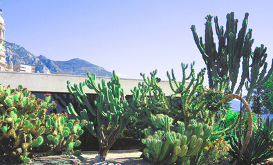 Land of Cactus