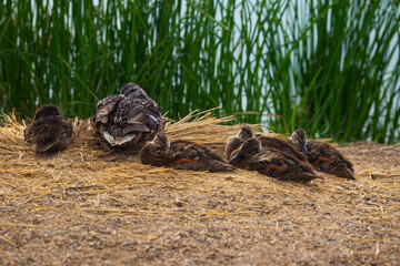 Ducklings Under the Watchful Eye of Mother Duck, Arizona, USA horizontal