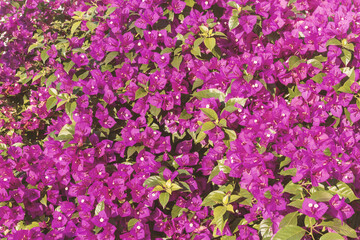 Fototapeta premium Organic textures - Tropical Pink Flowers