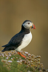 Atlantic Puffin (Fratercula arctica) and flowers (Armeria maritima)