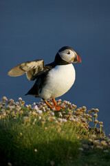 Atlantic Puffin (Fratercula arctica) and flowers (Armeria maritima)