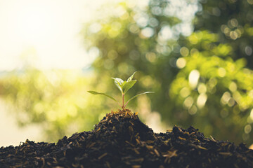 Green sprout growing on soil in the morning sunshine.