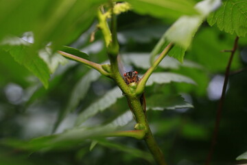 Obraz premium Early Brood X Cicada on a leaf