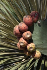 Cactus Fruit