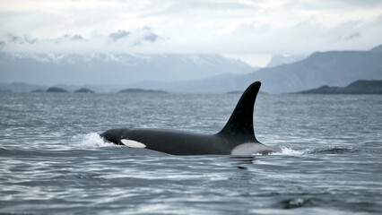 Fototapeta premium Orca (Orcinus orca) killer whale, Tysfjord, arctic Norway.
