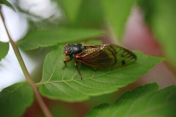 Early Brood X Cicada on a leaf