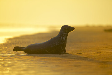 Grey Seal (Halichoerus grypus) at sunrise